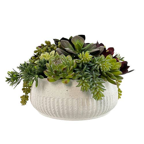 CG Hunter - Wholesale Succulent - 12" Succulent Arrangement1