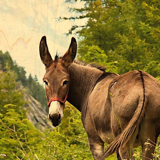 Back Donkey Wood Postcard for wholesale by Hironwoods