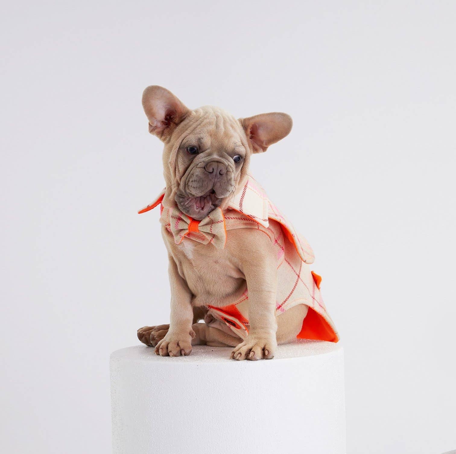 Moshiqa, Luxury Pet Fashion