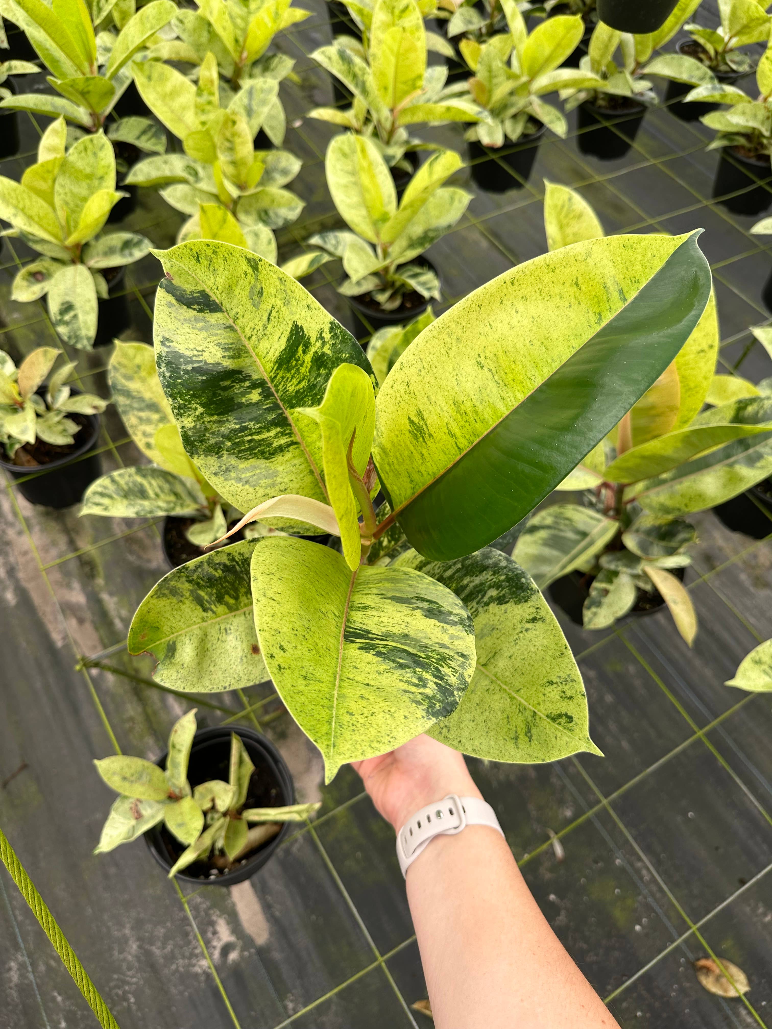 Central Florida Ferns & Foliage - Wholesale Live Plant - FICUS Shivereana 'Moonshine Live Plant 6in1