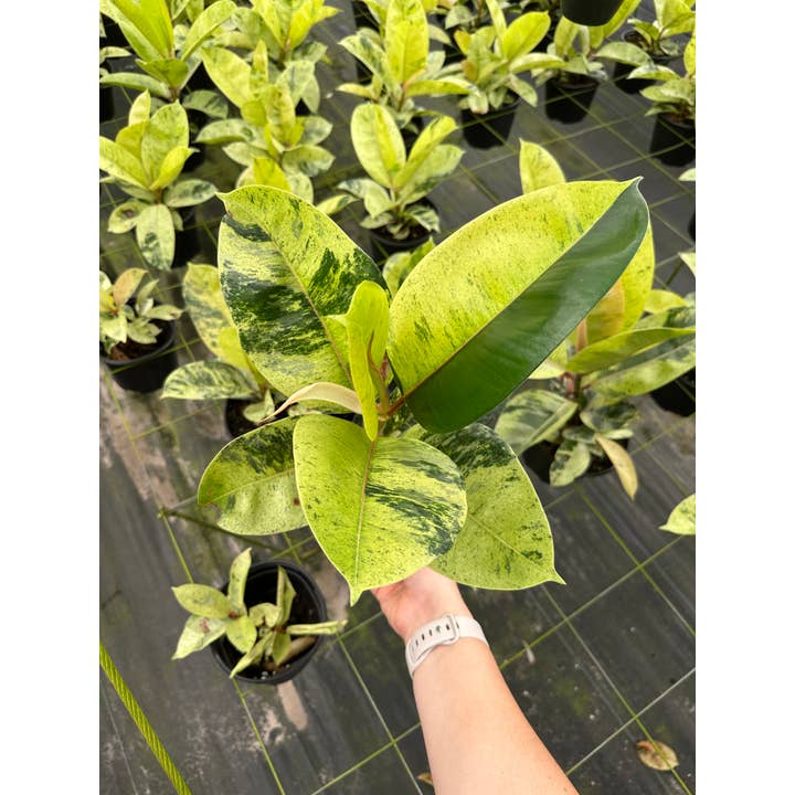 Central Florida Ferns & Foliage - Wholesale Live Plant - FICUS Shivereana 'Moonshine Live Plant 6in1