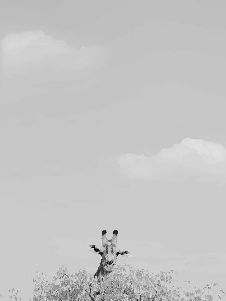 Peeking - Giraffe Baby Room Poster for wholesale by The Kenclare House