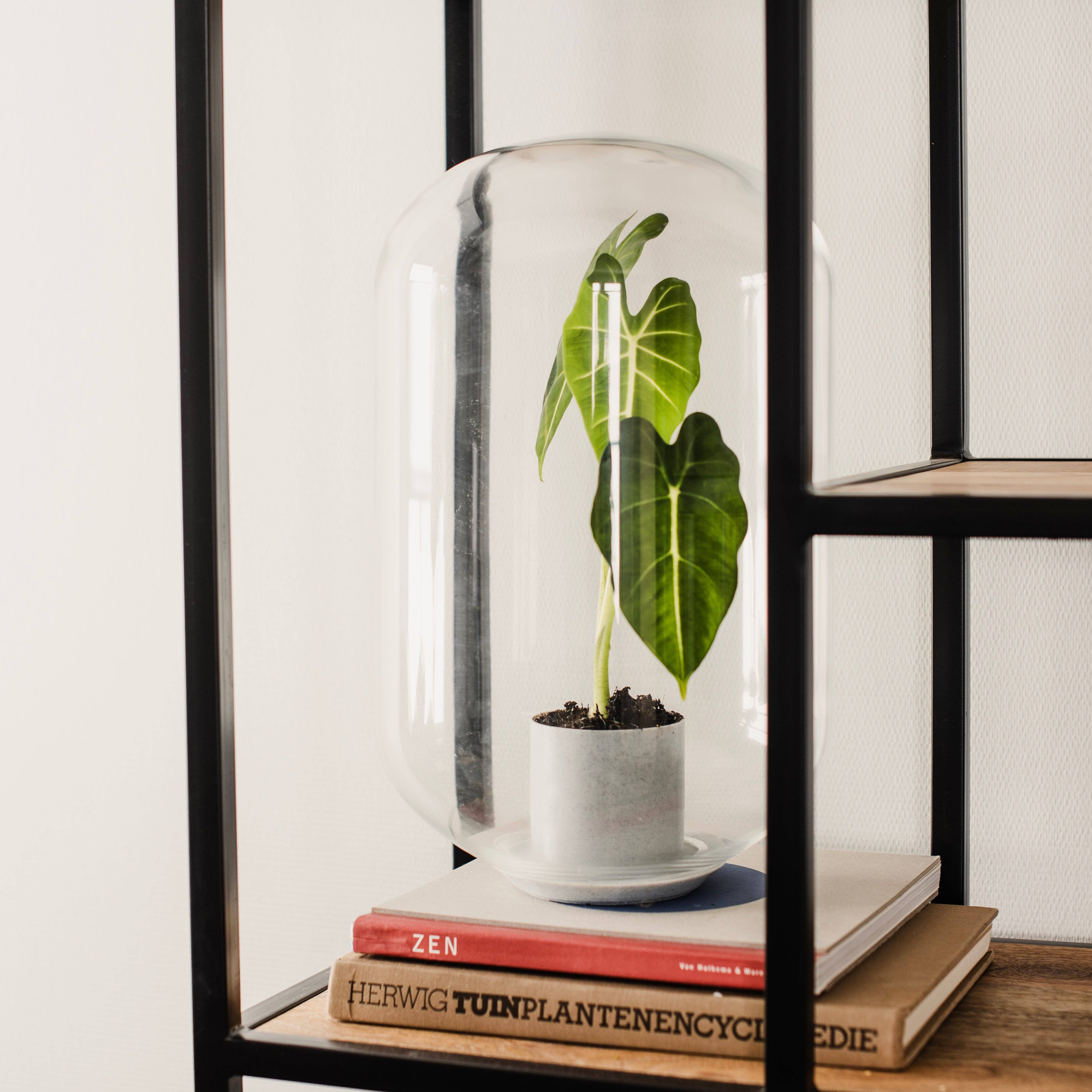 Growing Concepts – wholesale Terrarium – Moira Alocasia Frydeck i terrarium – 40 cm1