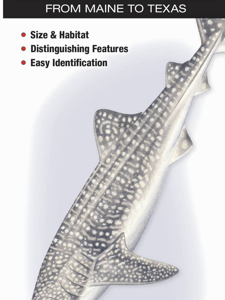 Haie der Atlantik- und Golfküste für den Großhandel von Quick Reference Publishing, Inc