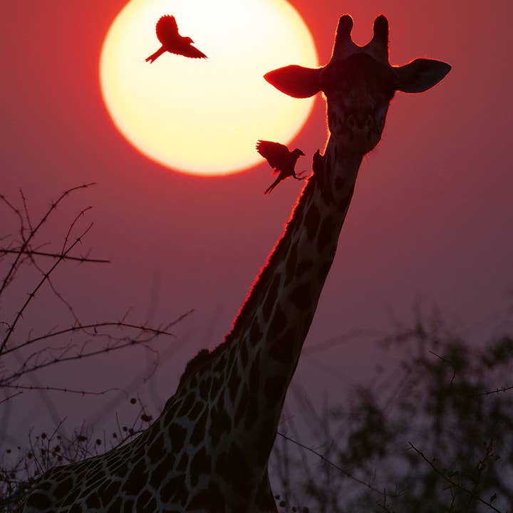 gestalten & teNeues - Wholesale Display Book - Mother2