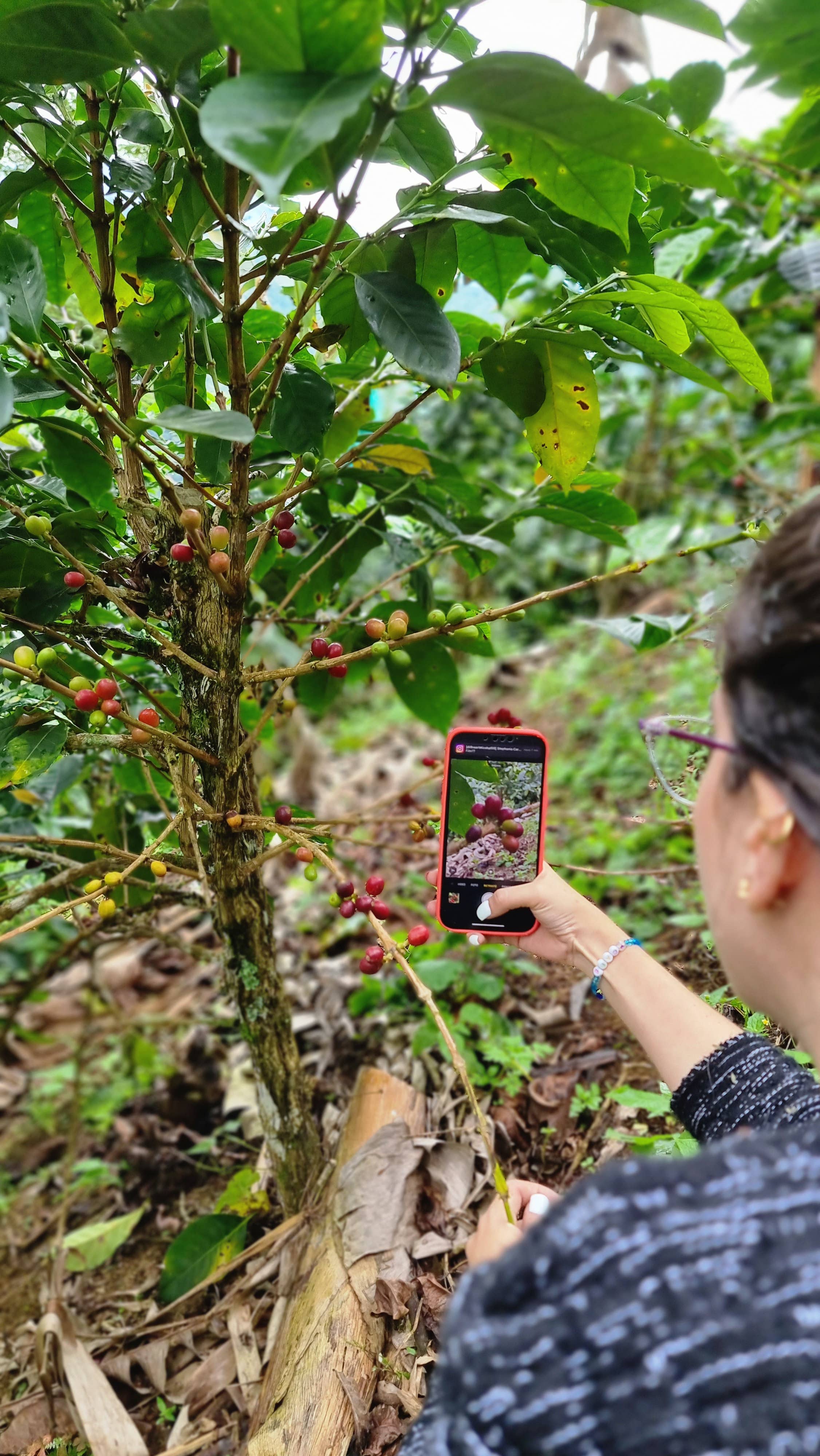 Café Las Margaritas - Wholesale Coffee Beans - Coffee Colombia origin Finca Arabico roast natur ground x250gr9