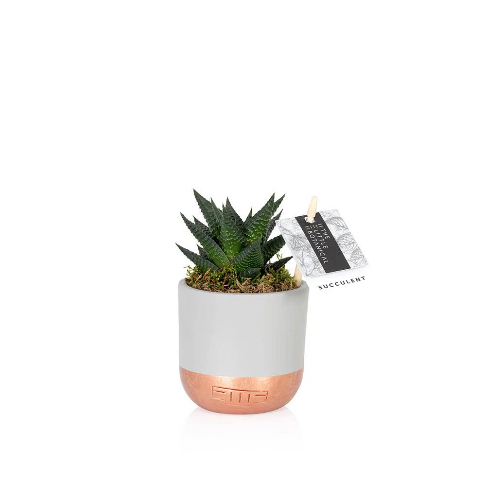 The Little Botanical - Wholesale Live Plant - Haworthia in Ceramic Pot for Indoor Décor3