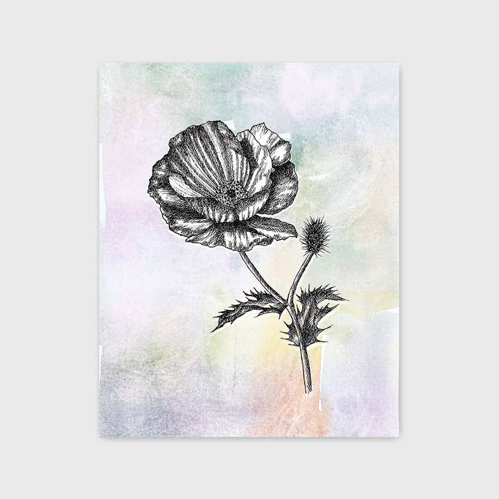 Stampa d'Arte di Papavero Spinoso 20x25 cm per la vendita all'ingrosso da parte di Jeanelle Demers