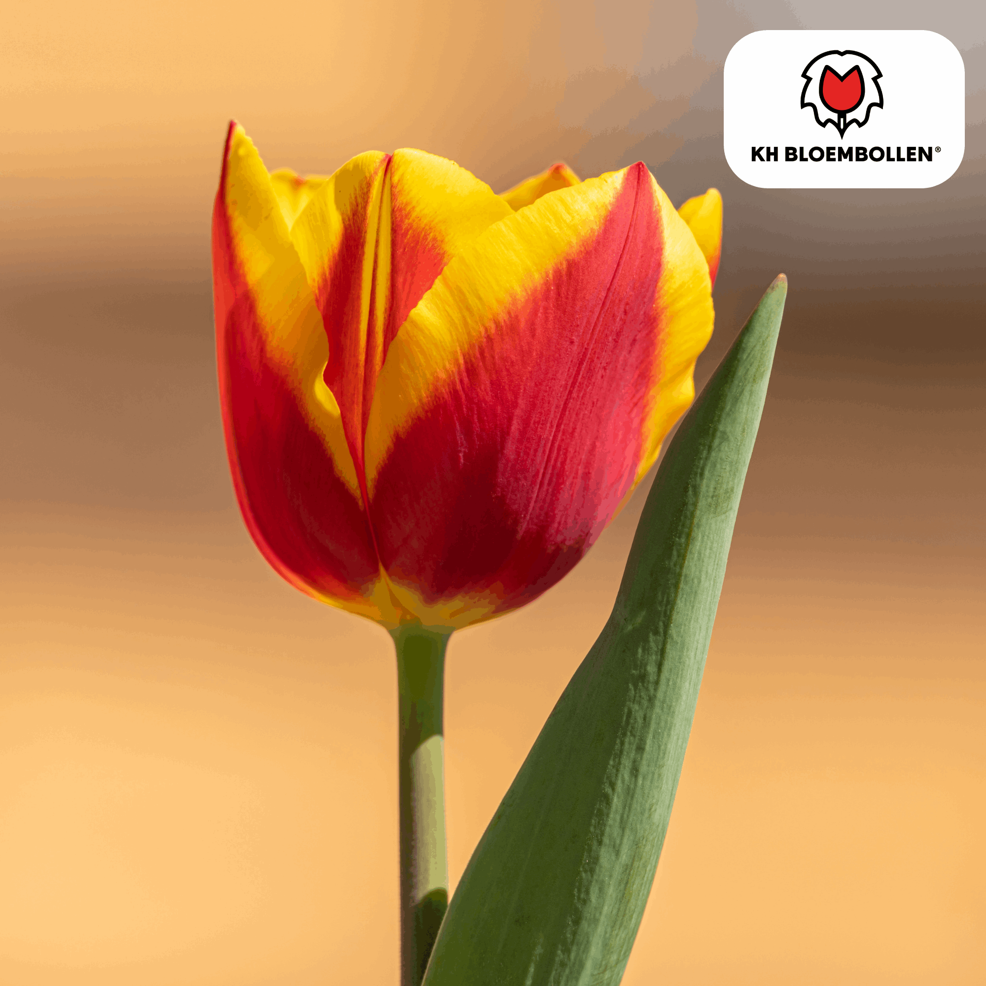 Oasis of Life – wholesale Live plant – Tulip Bulbs Jan Seignette – 20 Flower Bulbs – Red-Yellow Striped Tulip – Classic & Striking – For Garden & Pot0