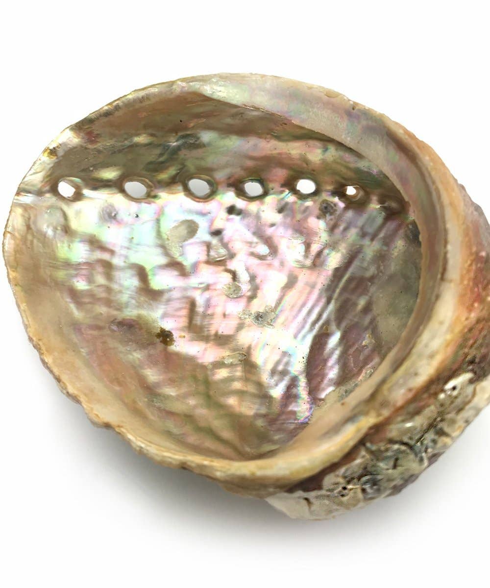 The Deva Shop - Wholesale Smudge Plate - Abalone Shell for Smudging- 2 Sizes to Choose From1
