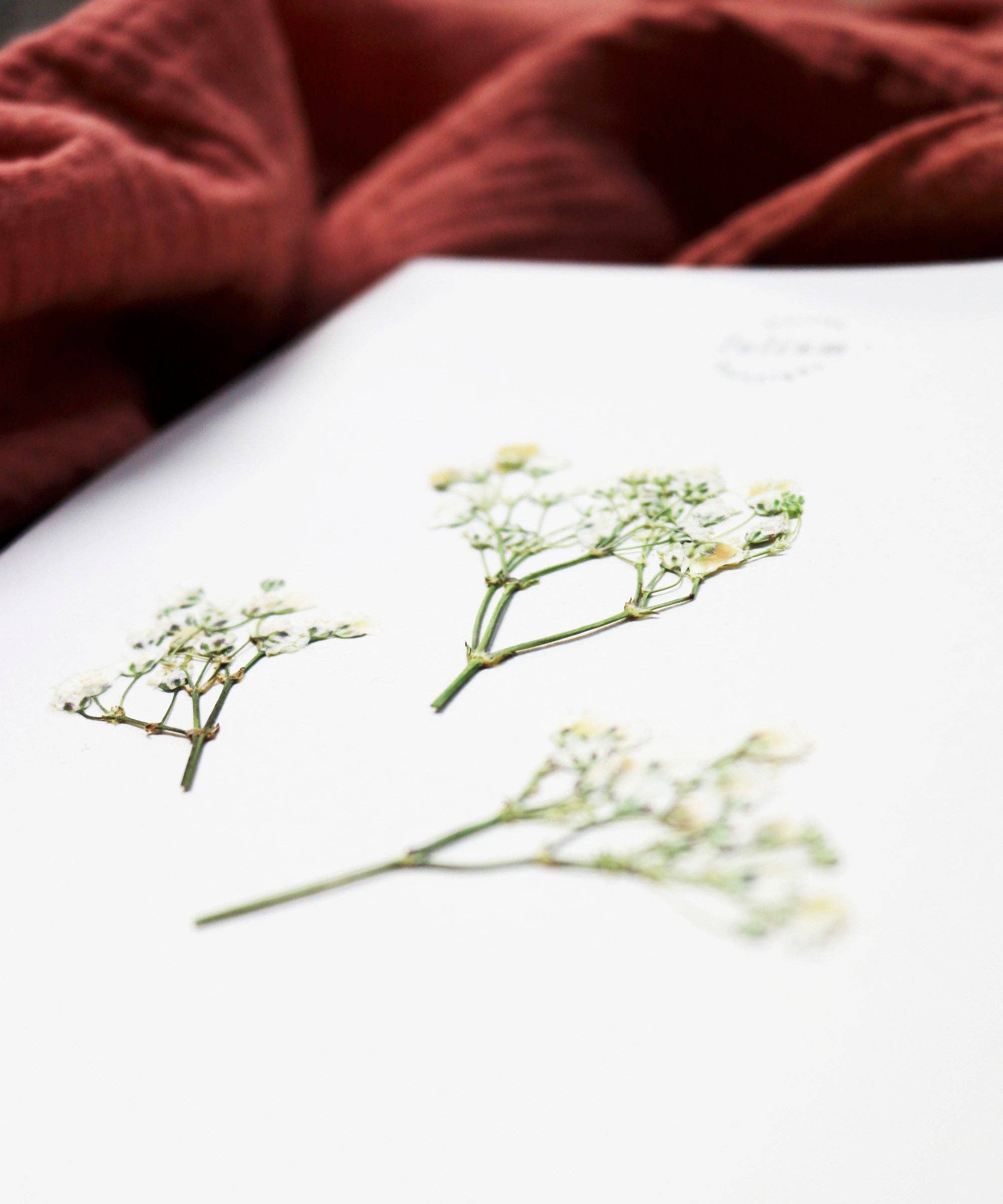 Folium - Maison Botanique - Wholesale Dried/Pressed Flowers - No. 17 · The Gypsophila8