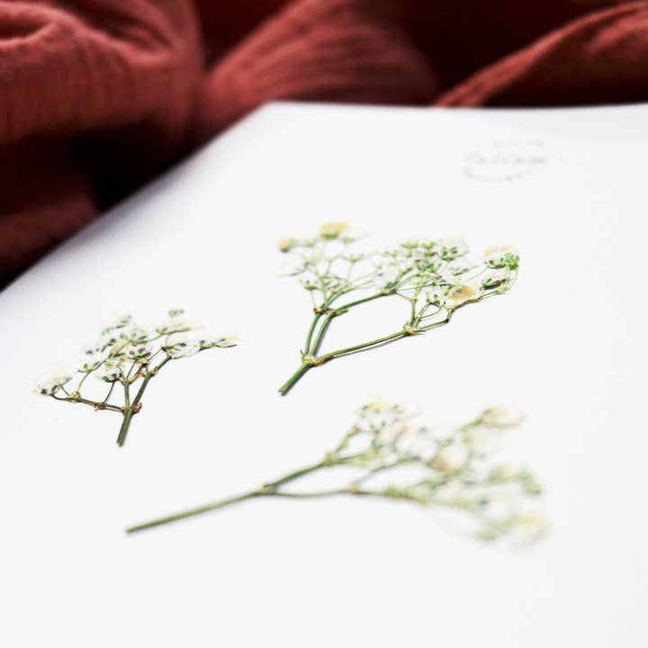 Folium - Maison Botanique - Wholesale Dried/Pressed Flowers - No. 17 · The Gypsophila8