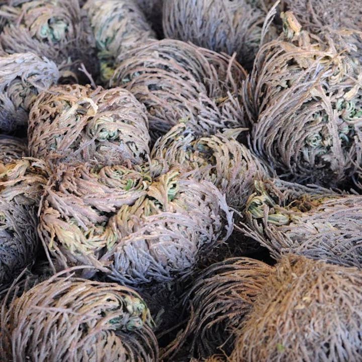 Green Tree - Wholesale Live Plant - Rose of Jericho (resurrection plant)