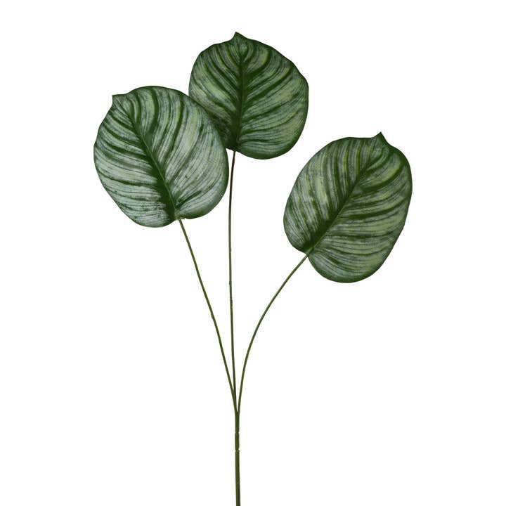 Calathea leaf X3, 72cm, green for wholesale by GASPER GmbH