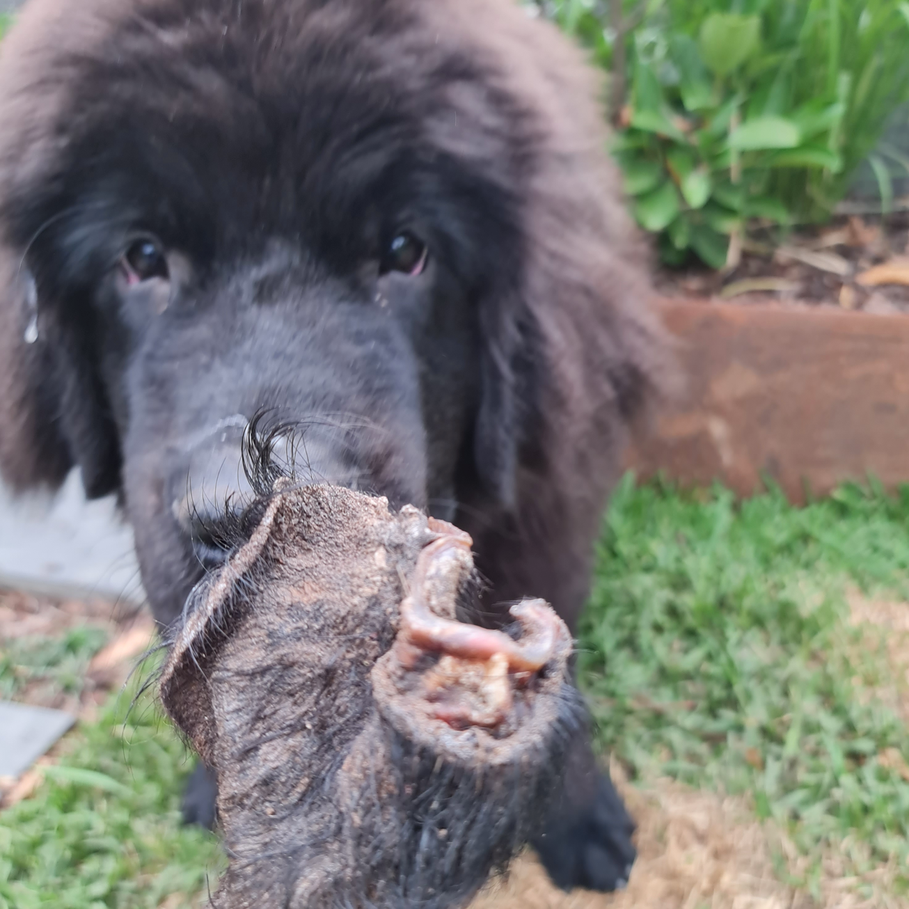 Rover Pet Products - Wholesale Pet Treats - Dog - Don't Be Boaring - Boar Ears5