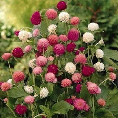 The Rike - Wholesale Plant Seeds - 1200 Seeds Mixed Color Globe Amaranth Flower Seeds for Plant7