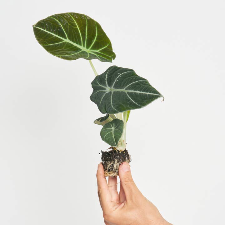 Alocasia Black Velvet for wholesale by Miniplanta