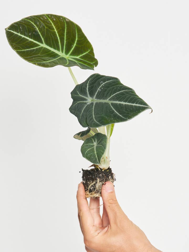 Alocasia Black Velvet för wholesale av Miniplanta