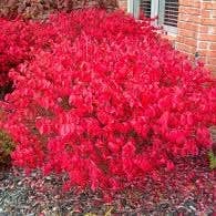 The Rike - Wholesale Plant Seeds - 50 Burning Bush Seeds Cold Hardy Color Grass Ornamental Autumn Hedge Tree Seed for Planting - Euonymus alatus Winged Spindle Winged Euonymus Bush Kochia Scoparia Bassia Red Shrub Seeds4