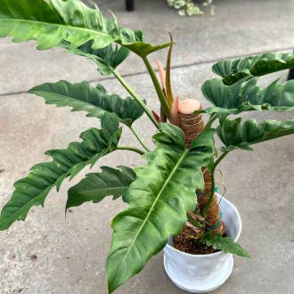 Philodendron Jungle Boogie . 2-3 inch starter plant. for wholesale by Dick's Sticks and Exotics