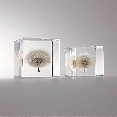 Sola cube - Wholesale Decorative Tabletop Object - Dandelion / Small10