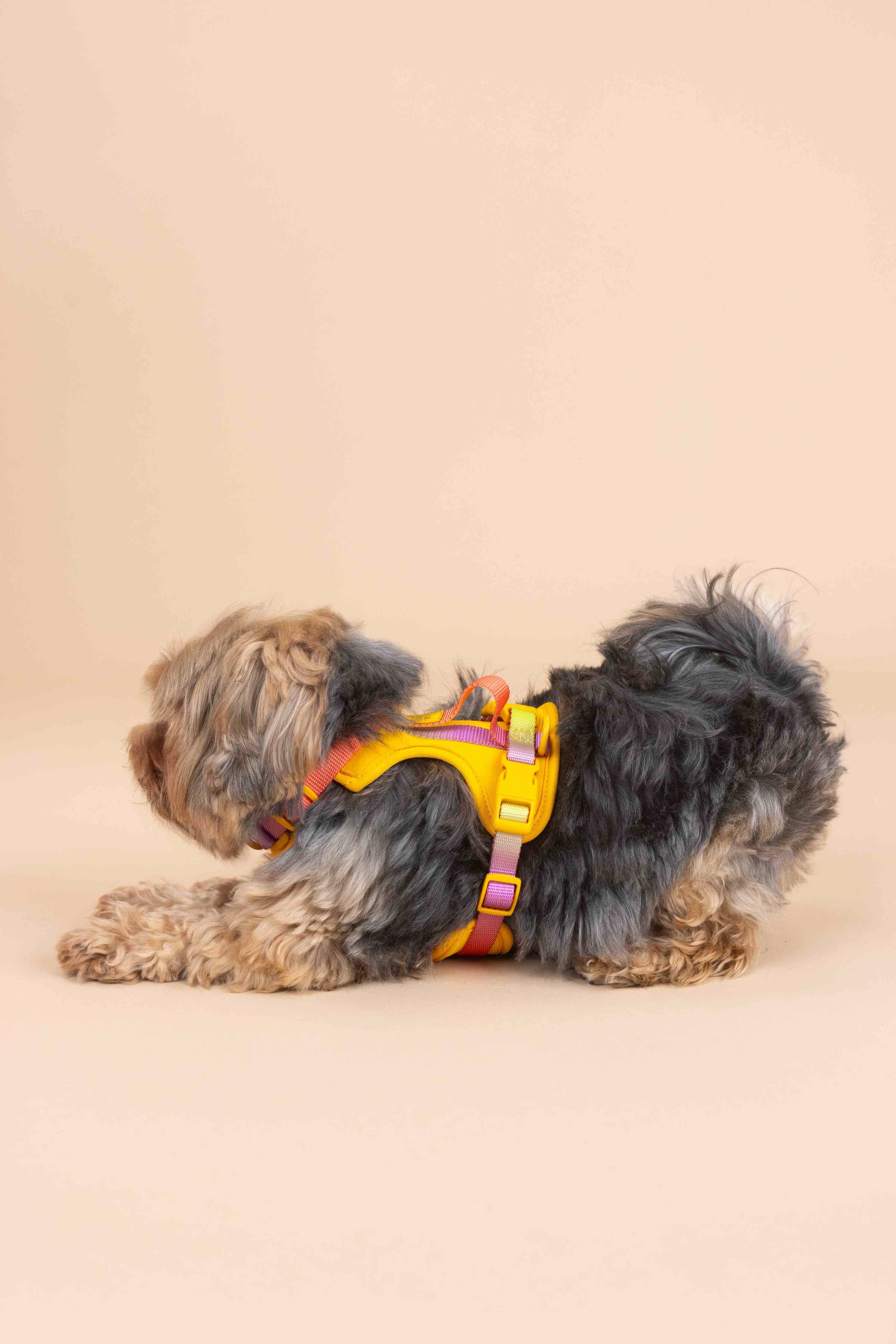 Pink Papyrus | Premium, Durable, & Stylish Dog Products - Wholesale Pet Harness - Dog - Kenna Dog Harness | Yellow Dog Harness | No Pull Dog Harness4