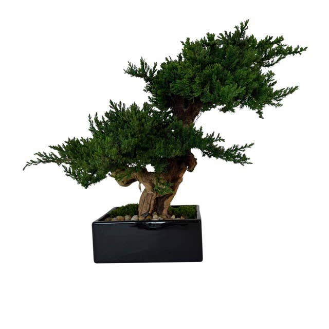 Forever Green Art - Wholesale Artificial Plant - Preserved Monterey Bonsai - Double3