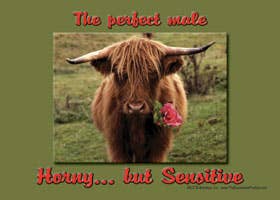 SJT Enterprises, Inc. - Wholesale Sign - The perfect male. Sensitive but horny.0