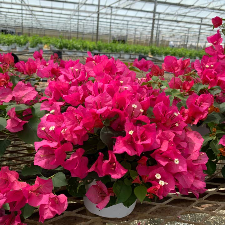 6" Bougainvillea for wholesale by O F Nelson’s