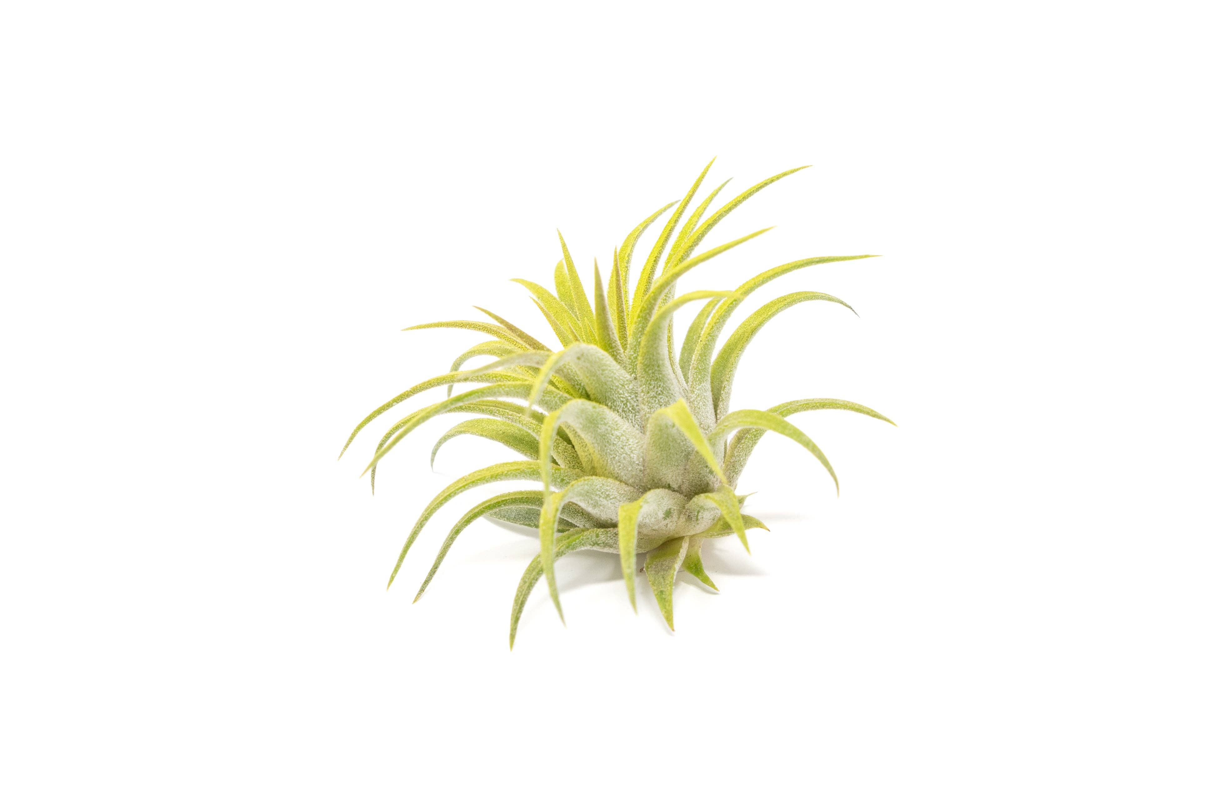 Air Plant Shop - Wholesale Live Plant - Color Enhanced Tillandsia Ionantha Rubra Air Plants10