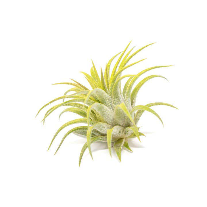 Air Plant Shop - Wholesale Live Plant - Color Enhanced Tillandsia Ionantha Rubra Air Plants10
