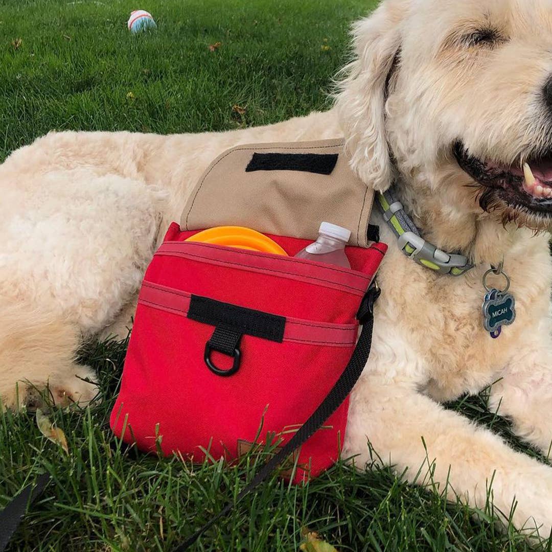 Professional Dog Walking: Fame, Fortune, and Poop Bags