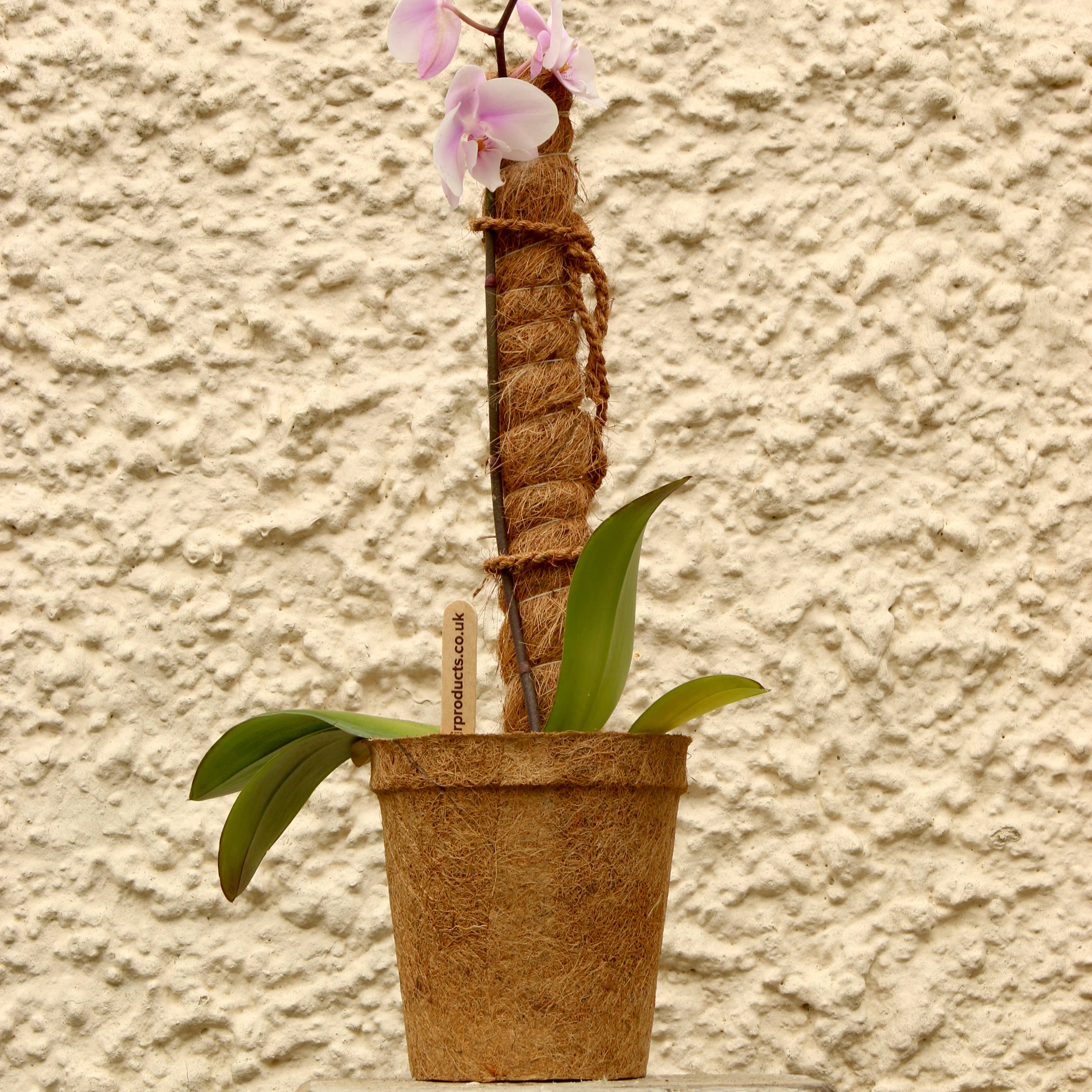 CoirProducts.co.uk of Salike Limited – ferramenta de jardinagem por atacado – Natural Coir MosSpole | Suporte de Plantas | Growpoles | Monstera5