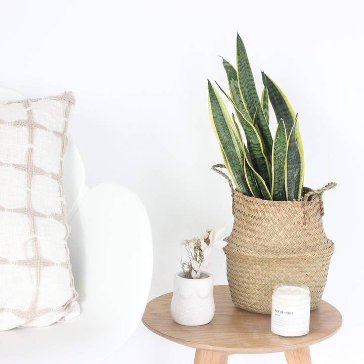 Sprout & About - Wholesale Plant Pot - Woven Seagrass Belly Basket Planter5