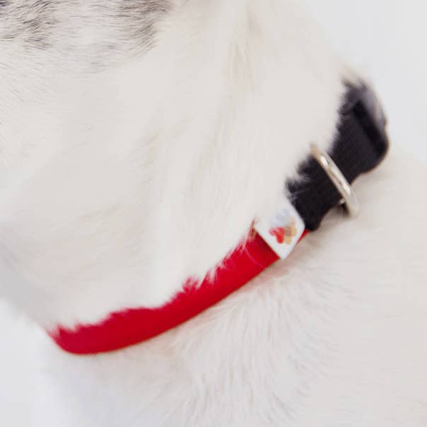 Funston Classic Dog Collar for wholesale by Wildebeest