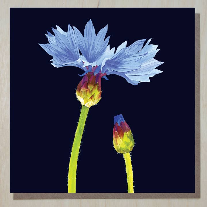 Cornflower Card for wholesale by Windsock Press