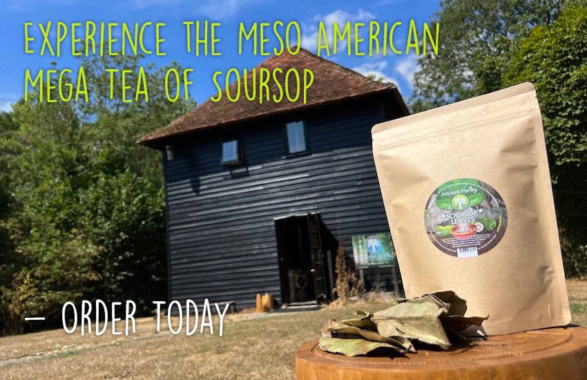 Ancient Purity - Vente Thé en vrac - Feuilles de corossol - 20g | Entières non écrasées | Cultivées en Thaïlande7