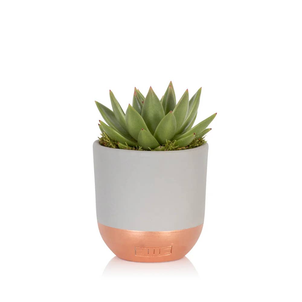 The Little Botanical – wholesale Succulent – Miranda7