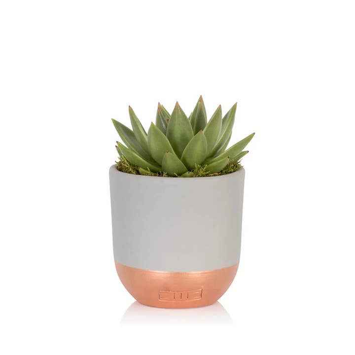 The Little Botanical – wholesale Succulent – Miranda7