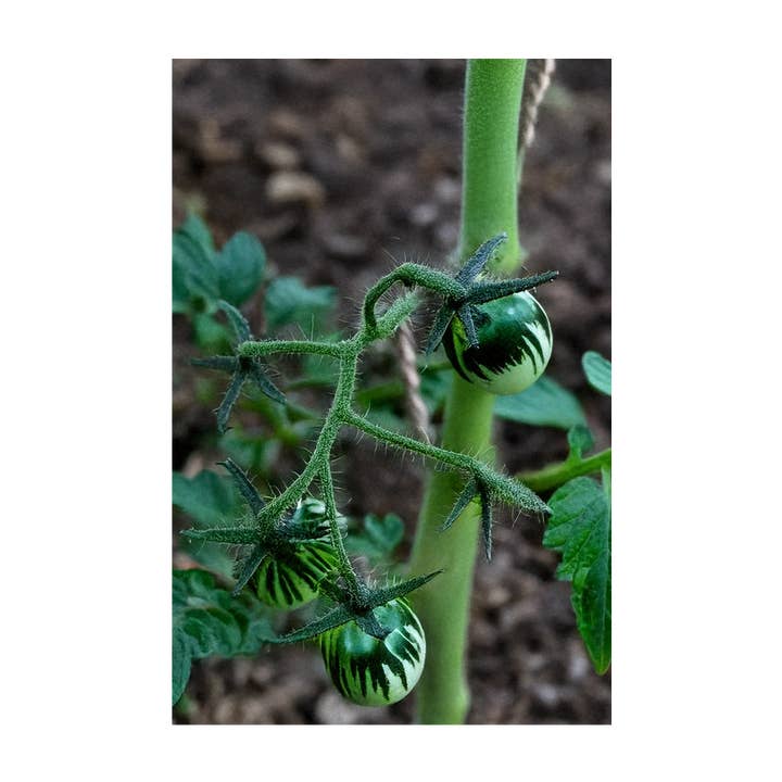 Chive - Wholesale Plant Seeds - 2026 Tomato Green Zebra Vegetable Seeds Packet3