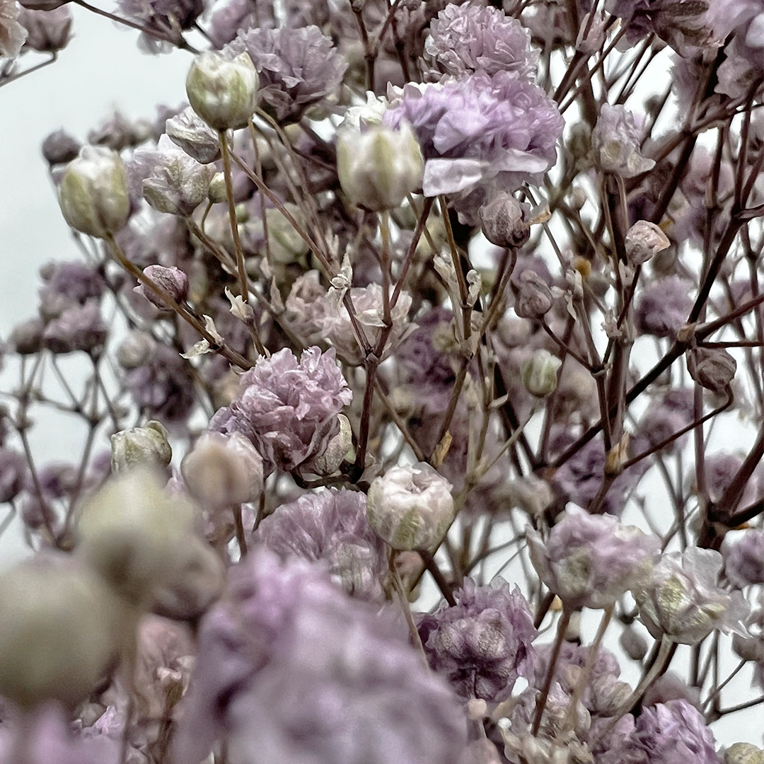 2626 Designs - Wholesale Dried/Pressed Flowers - Preserved Gypsophila, Baby's Breath,24" long29