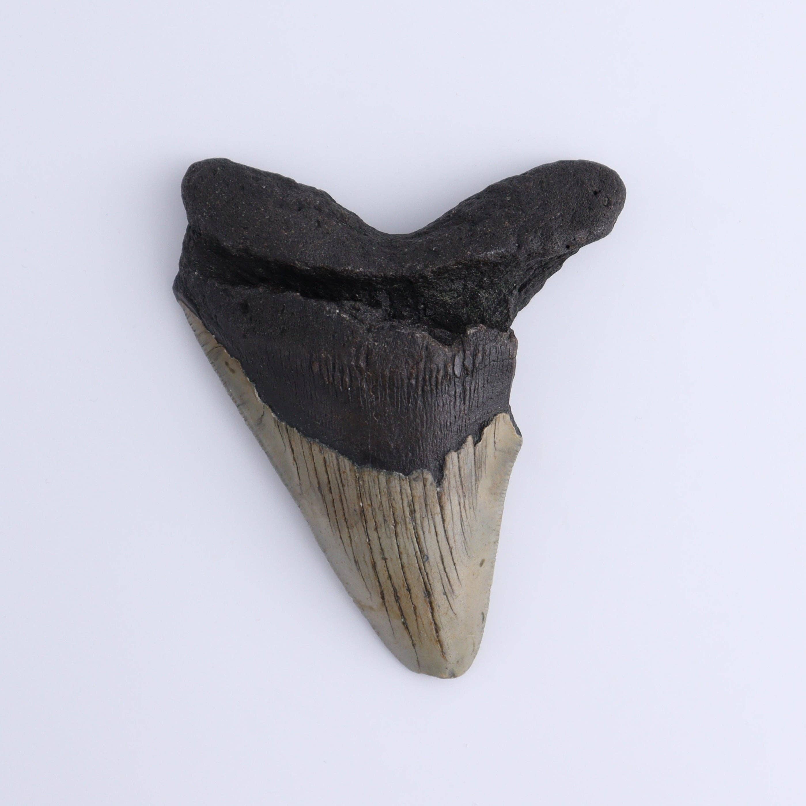Mi Esperanza Minerals – wholesale Decorative tabletop object – Megalodon Teeth Set of 33