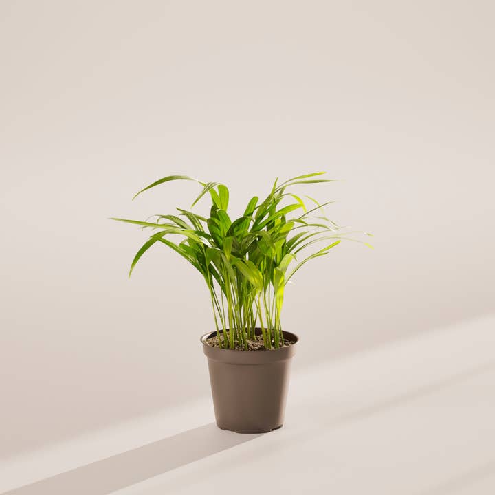 Lively Root - Wholesale Live Plant - Areca Palm Indoor Tree47