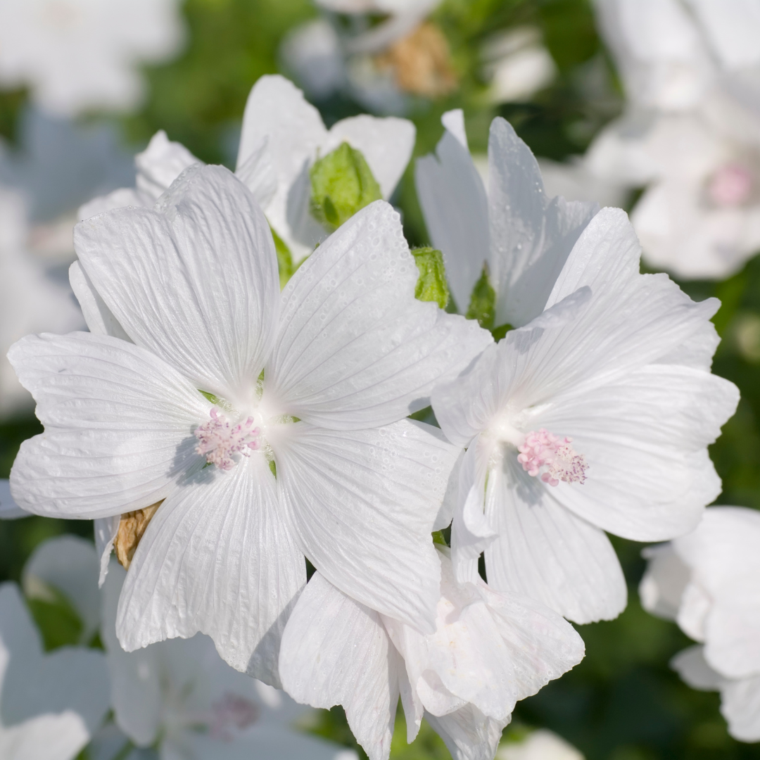 Antwerp Luxury candle supplies – Großhandel Duftöl – Weißer Moschus Duftöl1