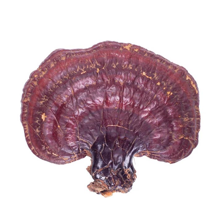Sea Moss Organics LLC - Wholesale Ground Coffee - Organic Certified Mushroom Coffee
