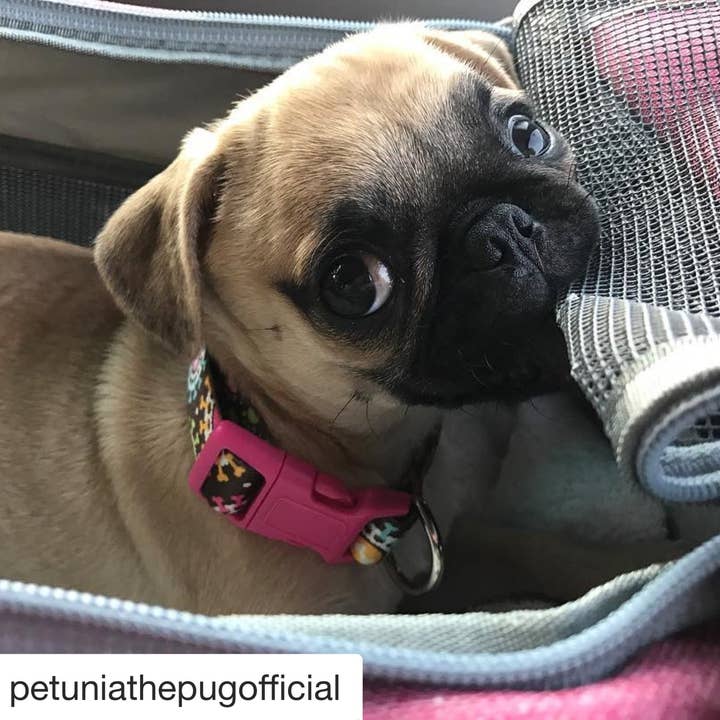 Mr. Peanut's - Wholesale Pet carrier – Cat/dog - Mr. Peanut's Gold Series Standard Size Airline Compliant Pet Carrier16