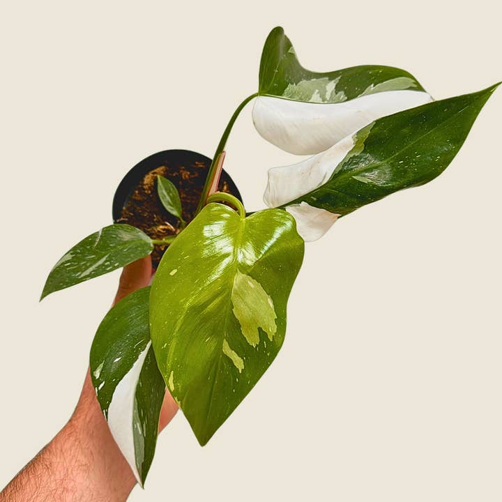 The Greenhouse Wholesale - Wholesale Live Plant - 4" Philodendron White Princess