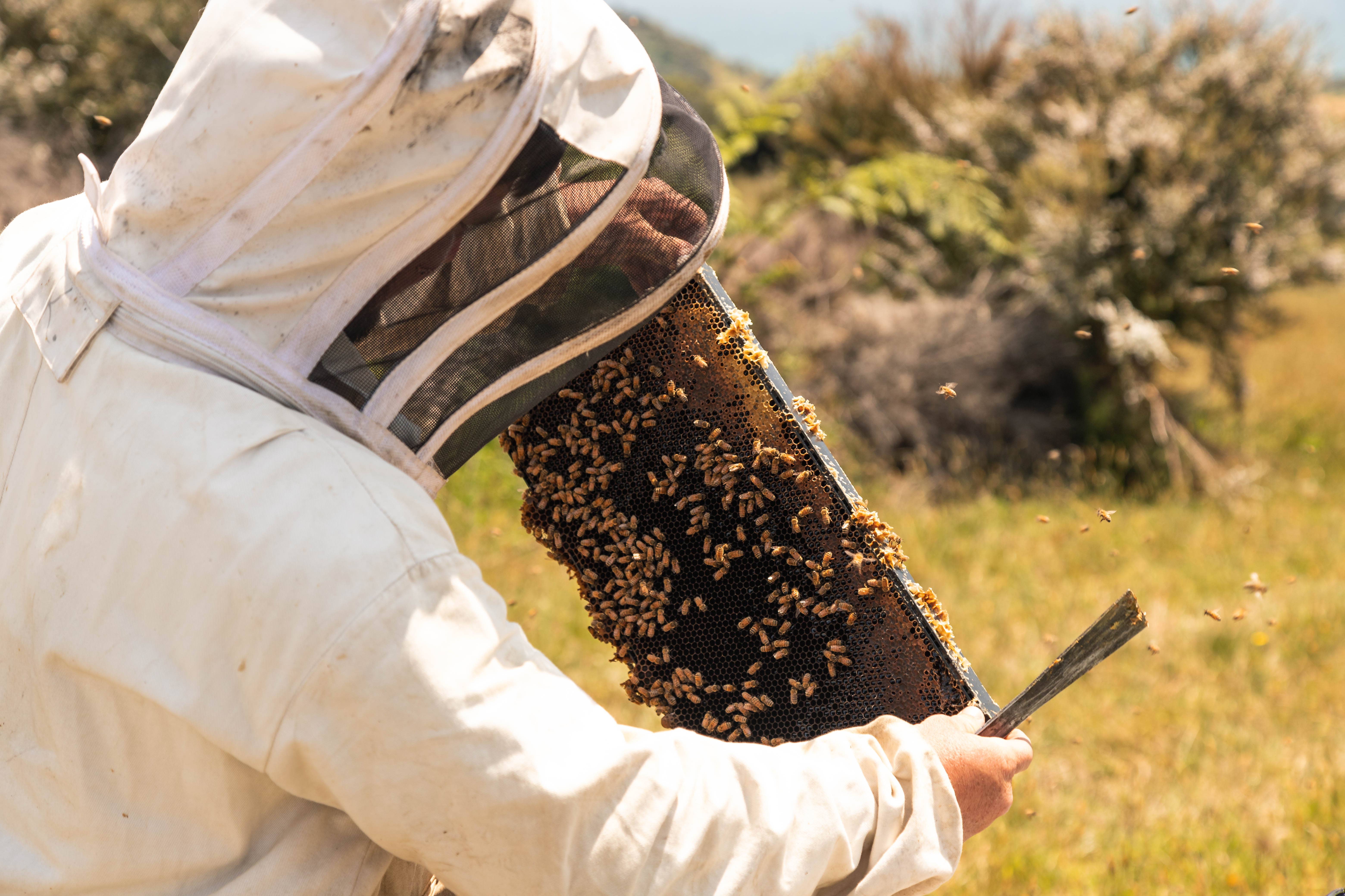 ANUK Honey - Wholesale Honey - Manuka Honey MGO100 White Label2