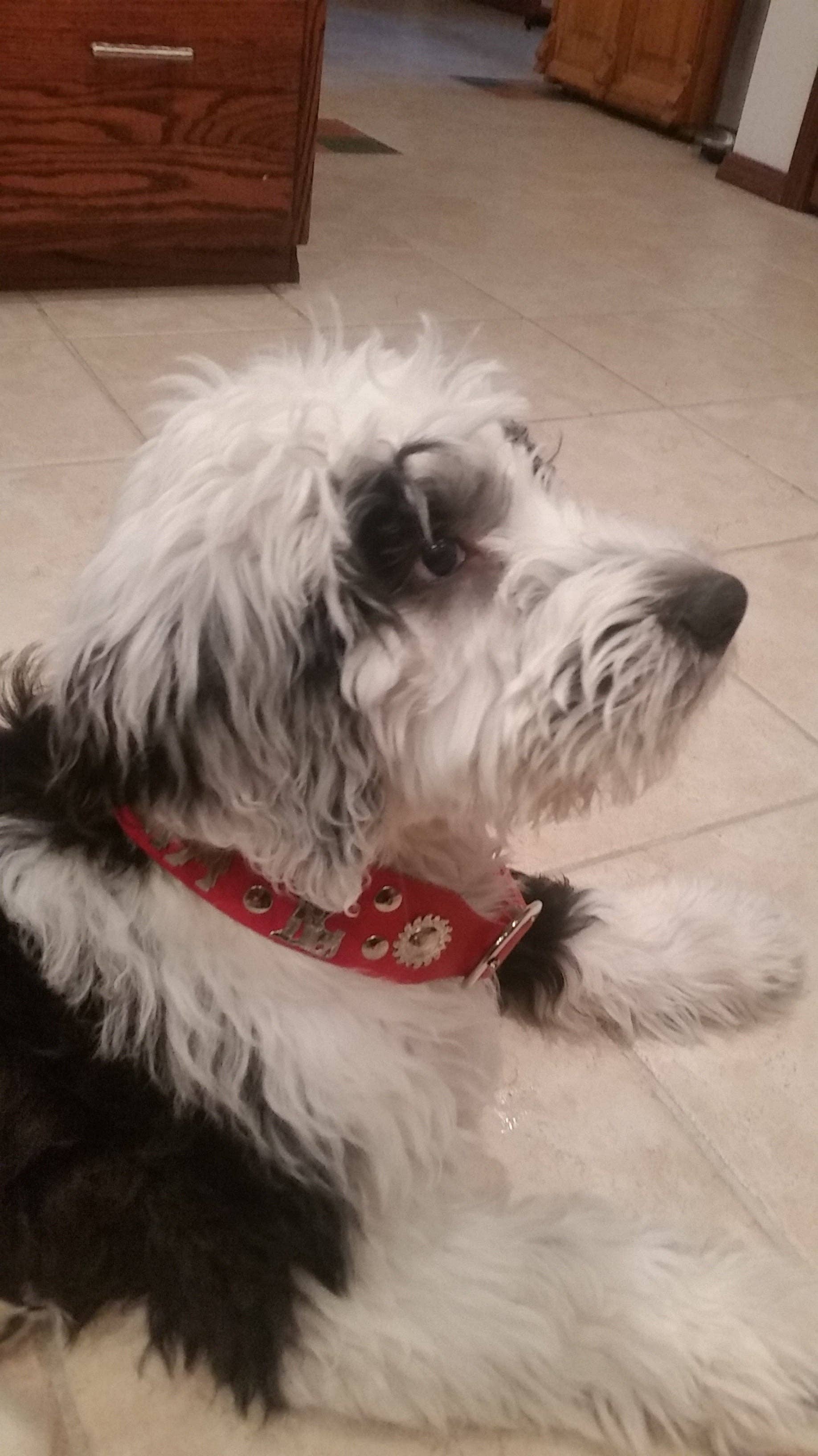 Alpen Schatz – coleira - Cão por atacado – 1 Coleira Grande para Cão Tradicional Suíço de 3/4"6