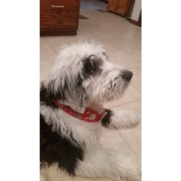 Alpen Schatz – coleira - Cão por atacado – 1 Coleira Grande para Cão Tradicional Suíço de 3/4"6